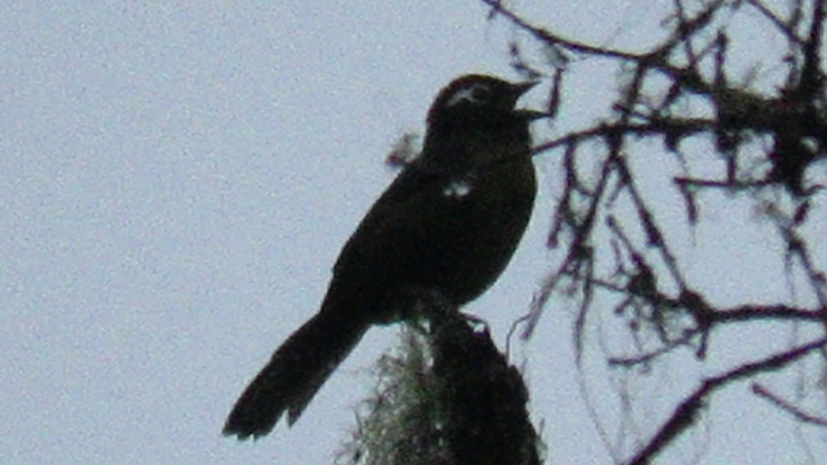 White-rimmed Brushfinch - ML244665381