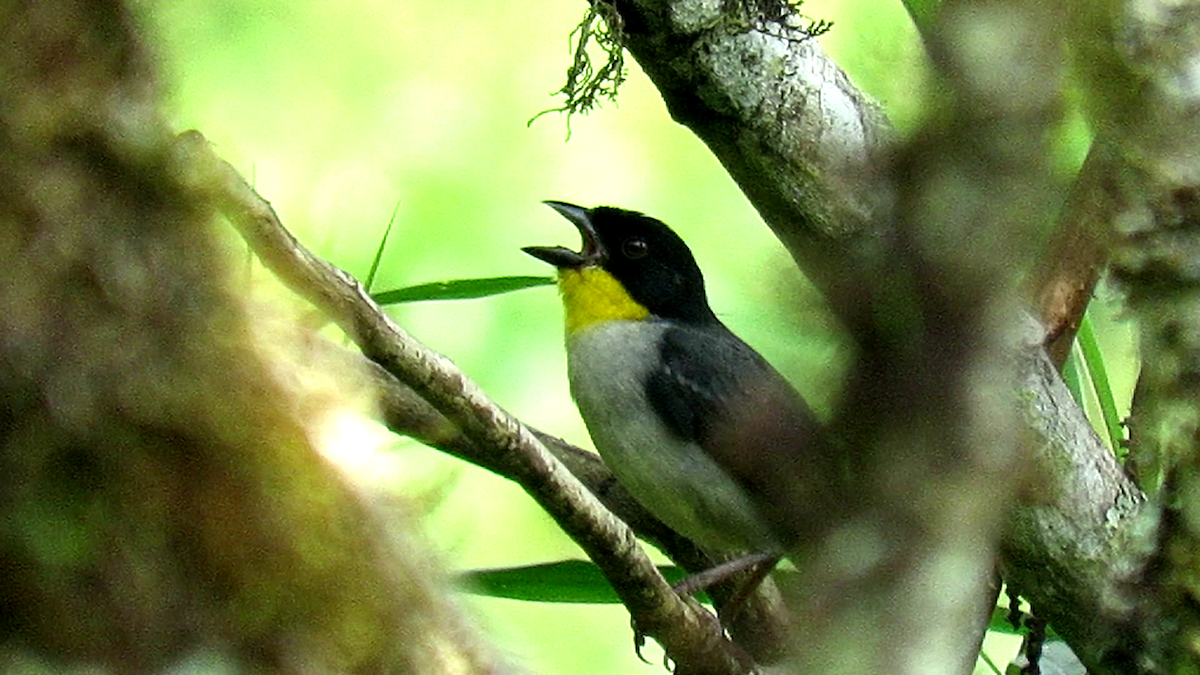 White-naped Brushfinch - ML244668281