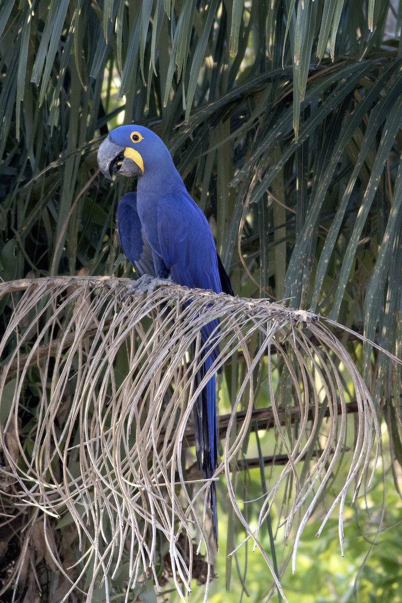 Hyacinth Macaw - Paulo Lahr