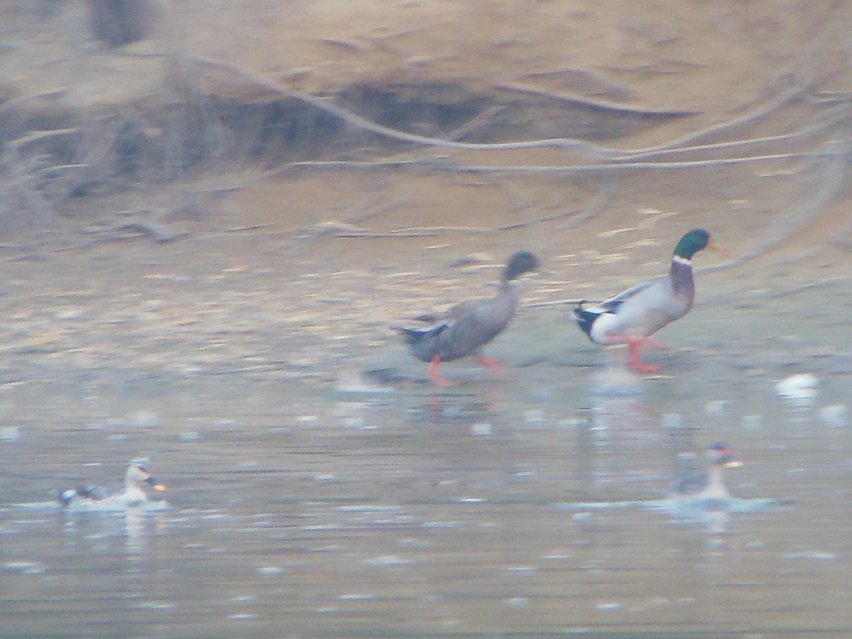 Canard colvert - ML24466921