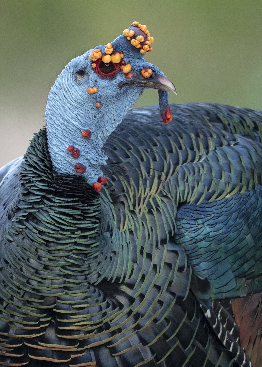 Ocellated Turkey - Andres Vasquez Noboa