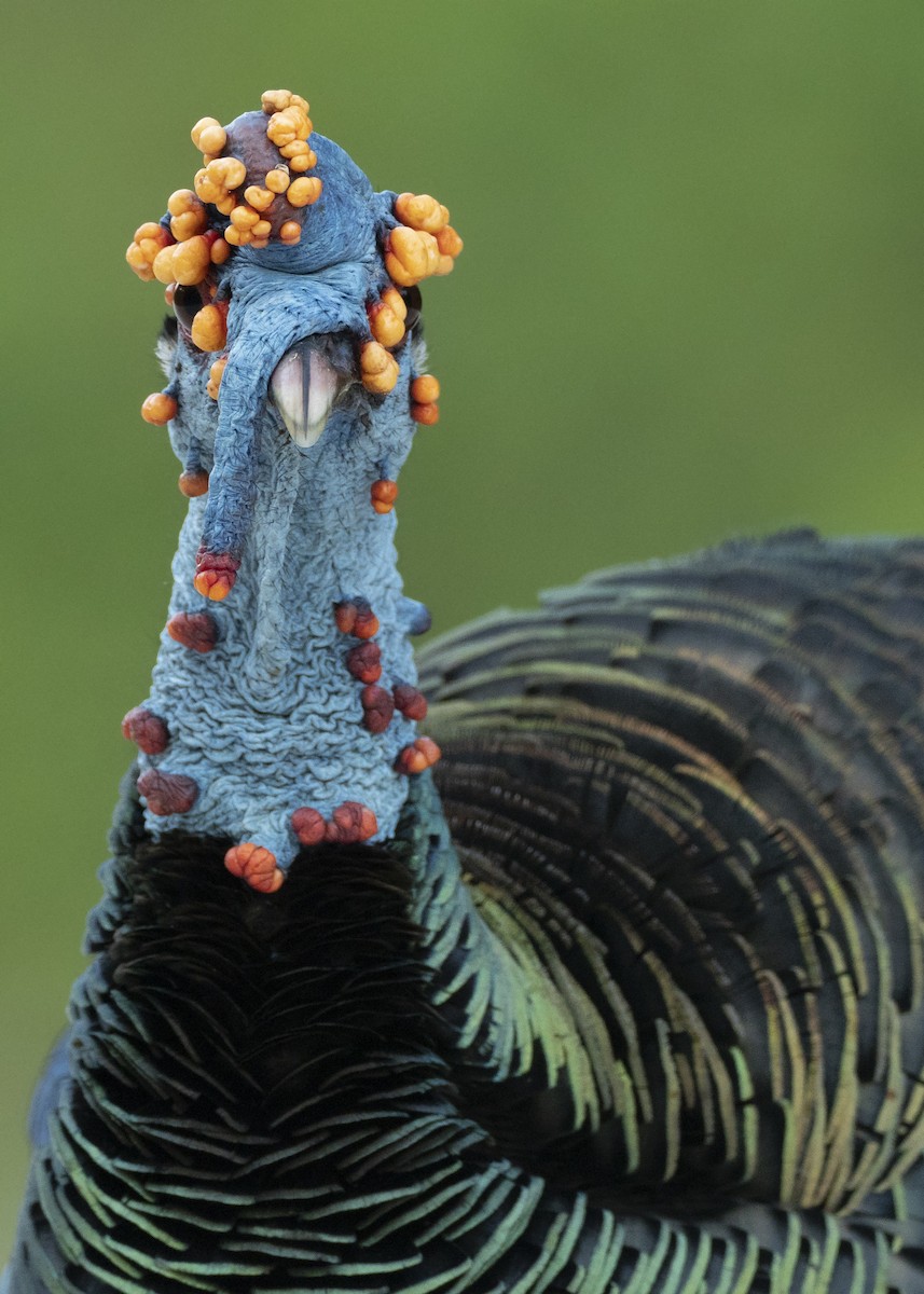 Ocellated Turkey - Andres Vasquez Noboa