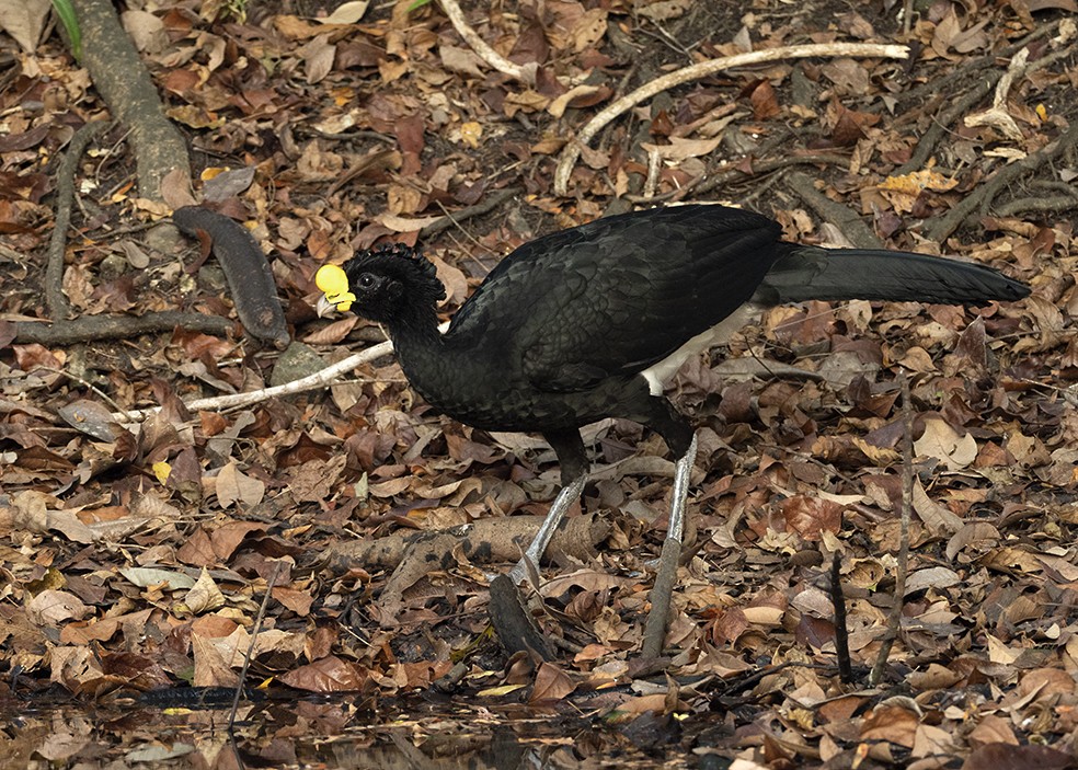 Great Curassow - ML244670491