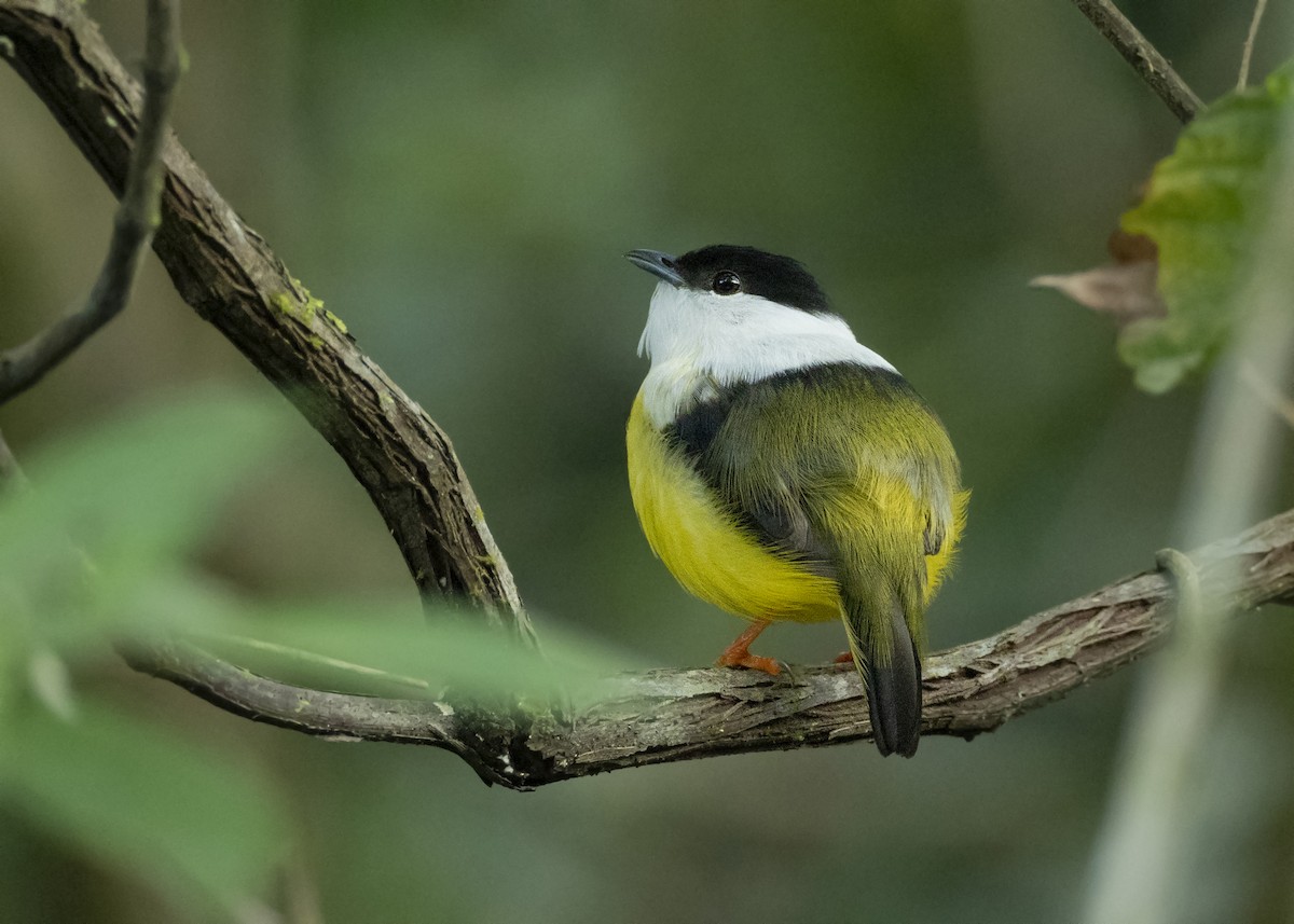 White-collared Manakin - ML244670561