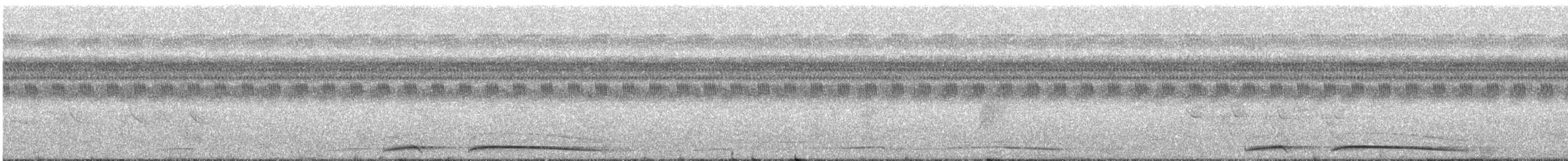 Weißbrustpitta - ML244671431