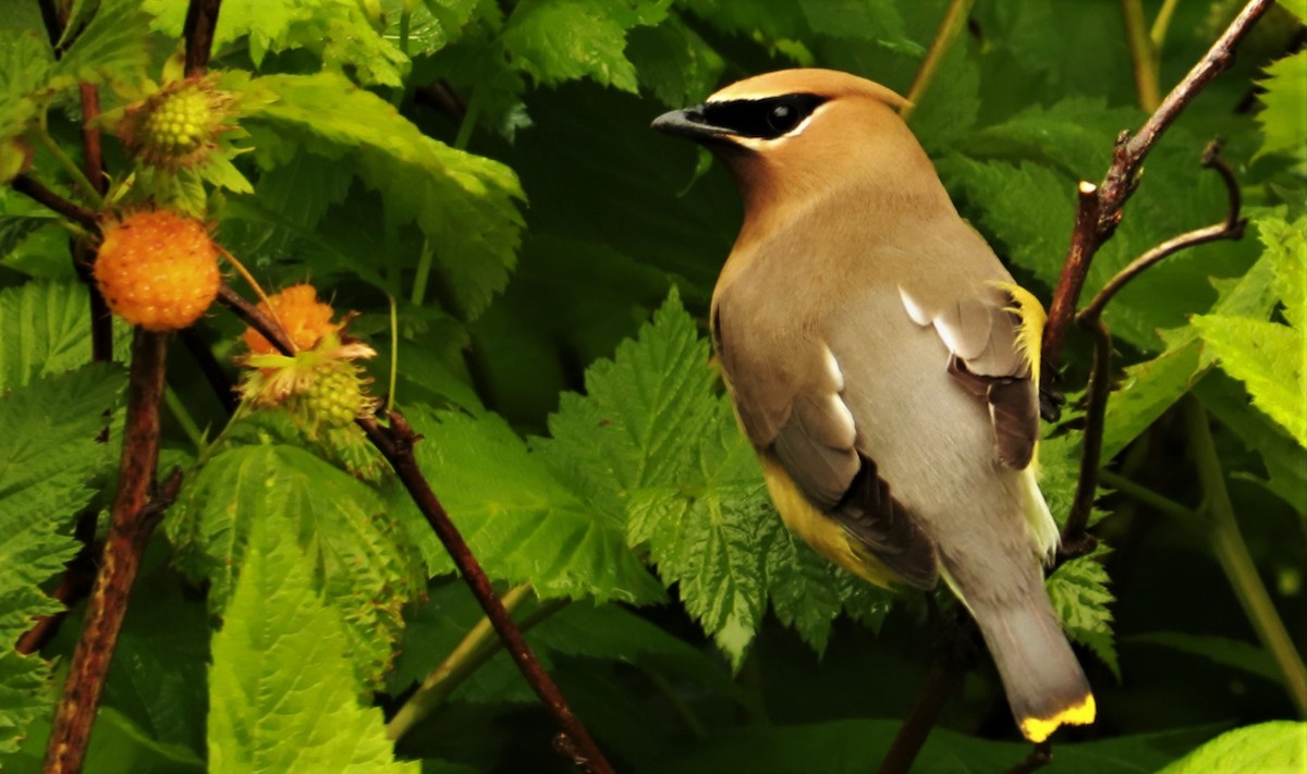 Ampelis Americano - ML244671511