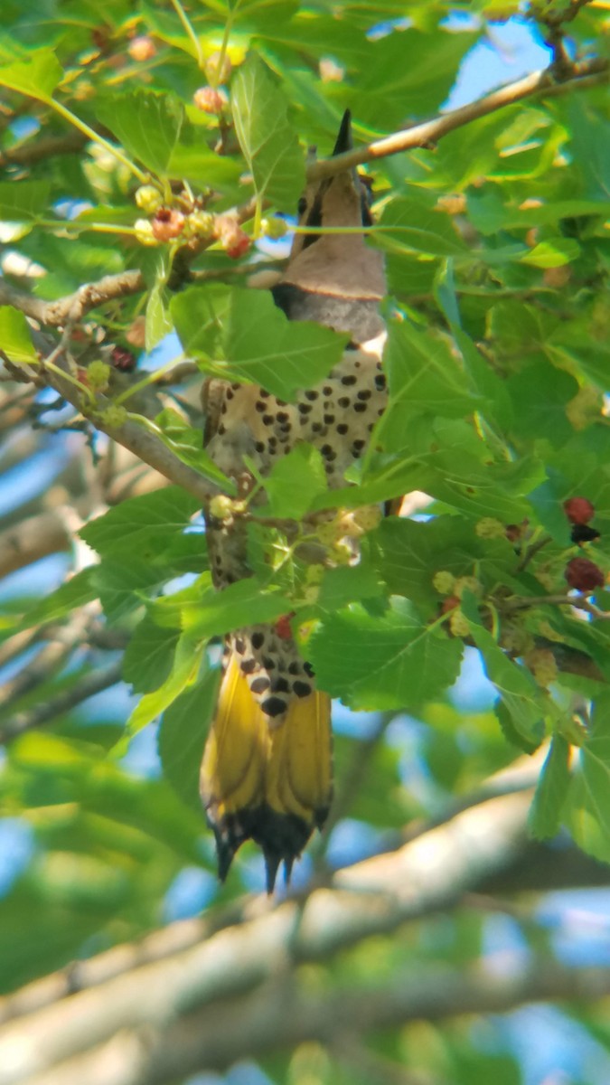 ハシボソキツツキ - ML244673261