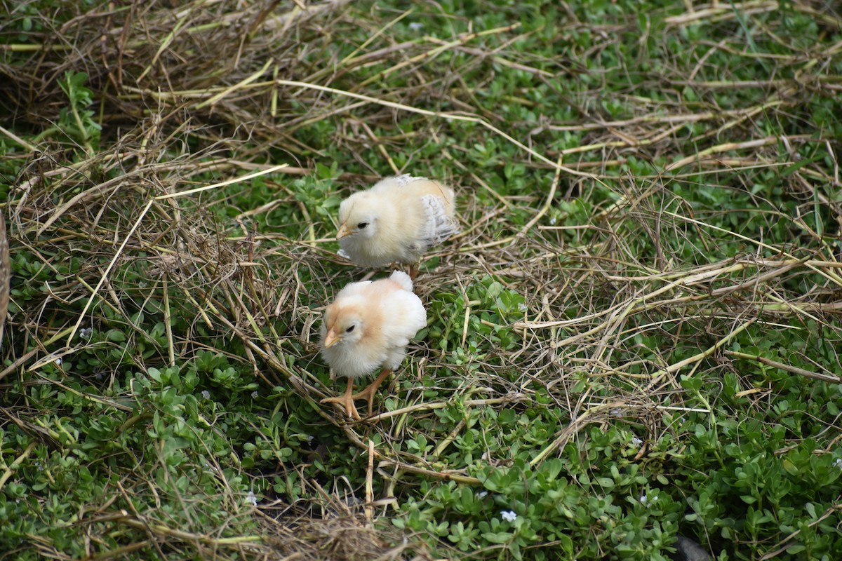 Тэжээмэл тахиа - ML244675281