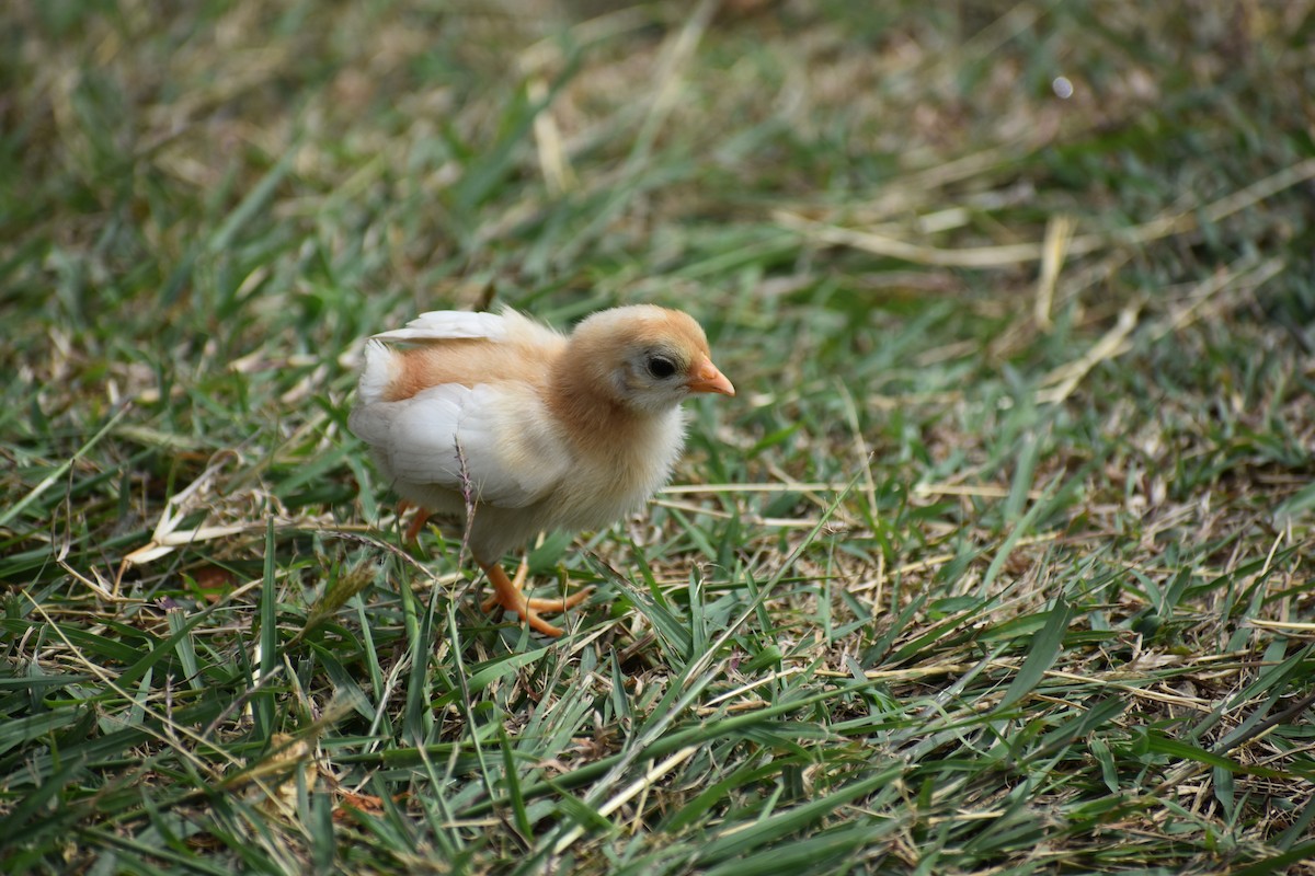 Тэжээмэл тахиа - ML244675341