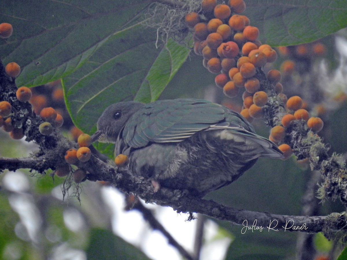 Yellow-breasted Fruit-Dove - Julius Paner