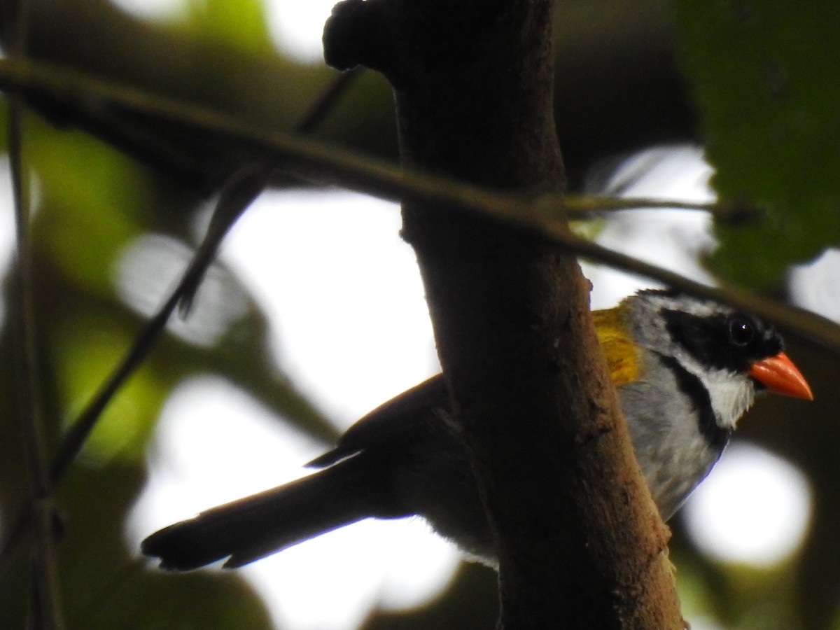 Orange-billed Sparrow - Hernán Fernández Remicio