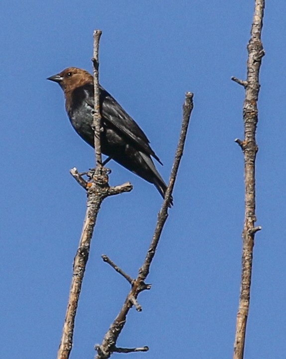 Brown-headed Cowbird - ML244678261