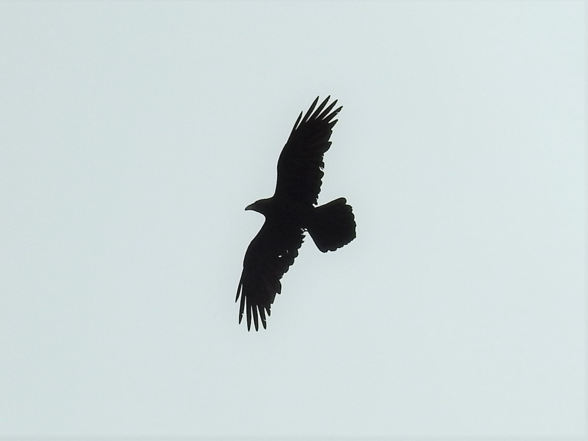 Common Raven - Erik Bergman