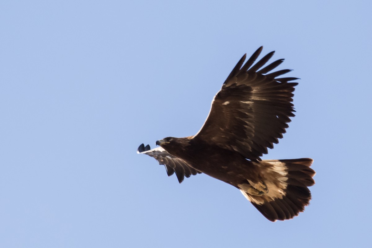 Águila Real - ML244680641