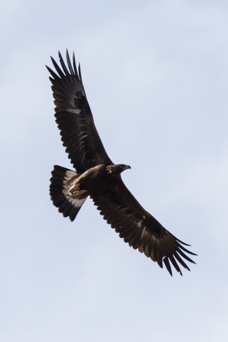 Águila Real - ML244680651