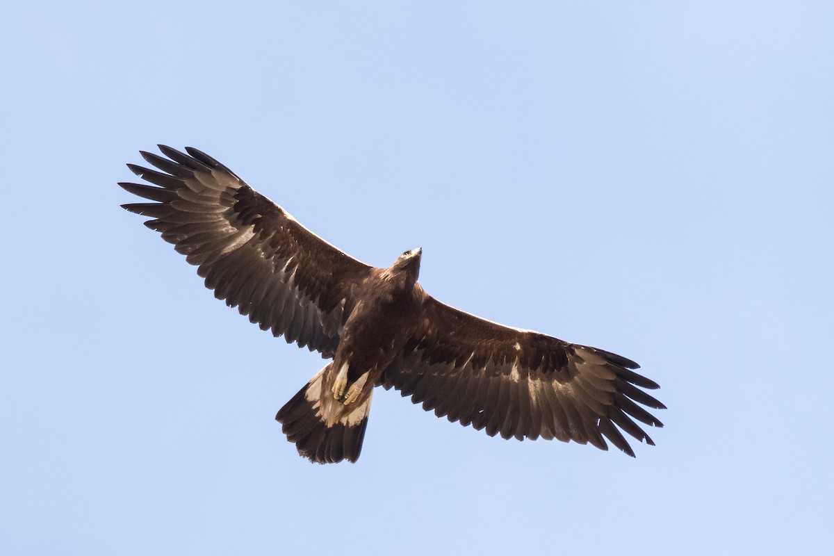 Águila Real - ML244680661