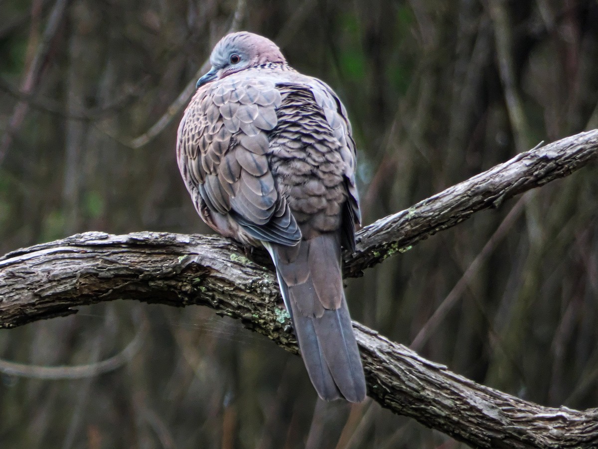 Spotted Dove - ML244684681