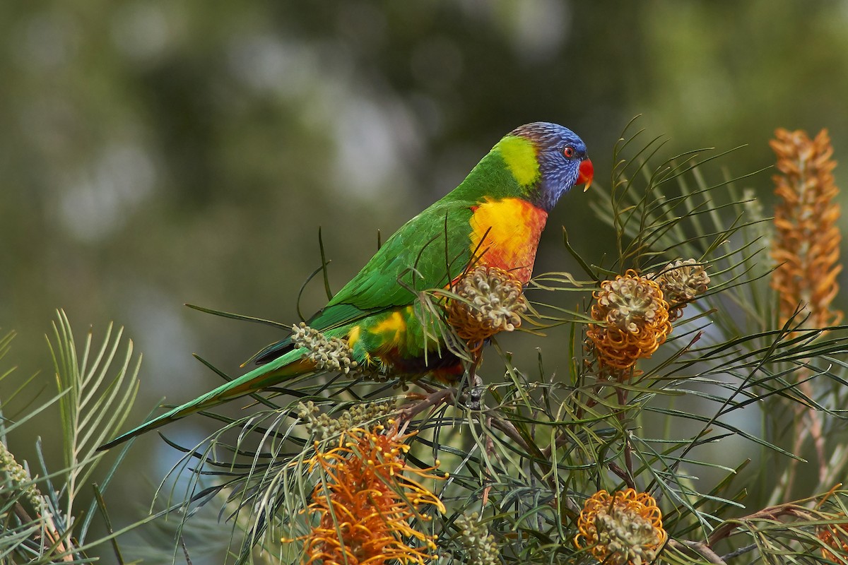 Rainbow Lorikeet - Sara Young