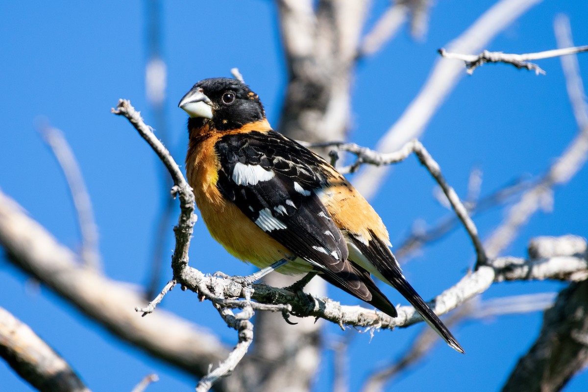 Black-headed Grosbeak - ML244686951