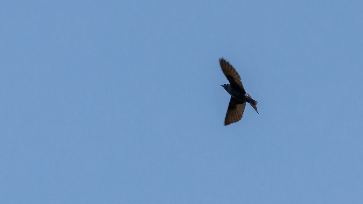 Purple Martin - Todd Kiraly