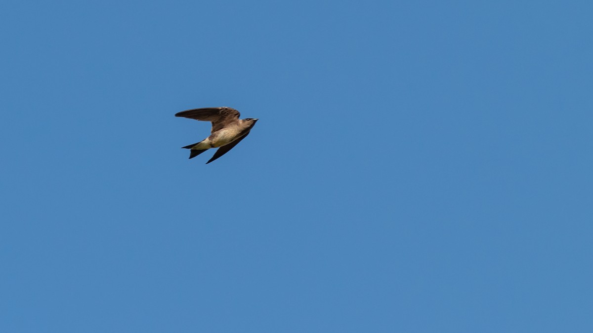 Purple Martin - Todd Kiraly