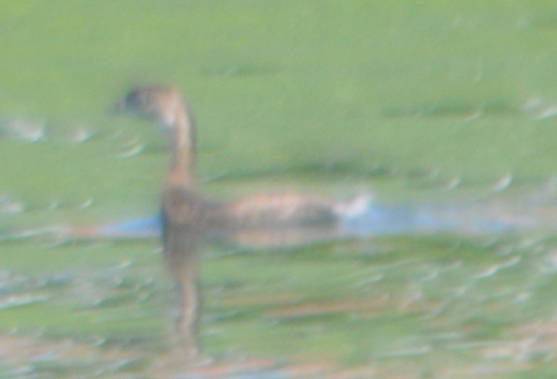 Pied-billed Grebe - John McCallister