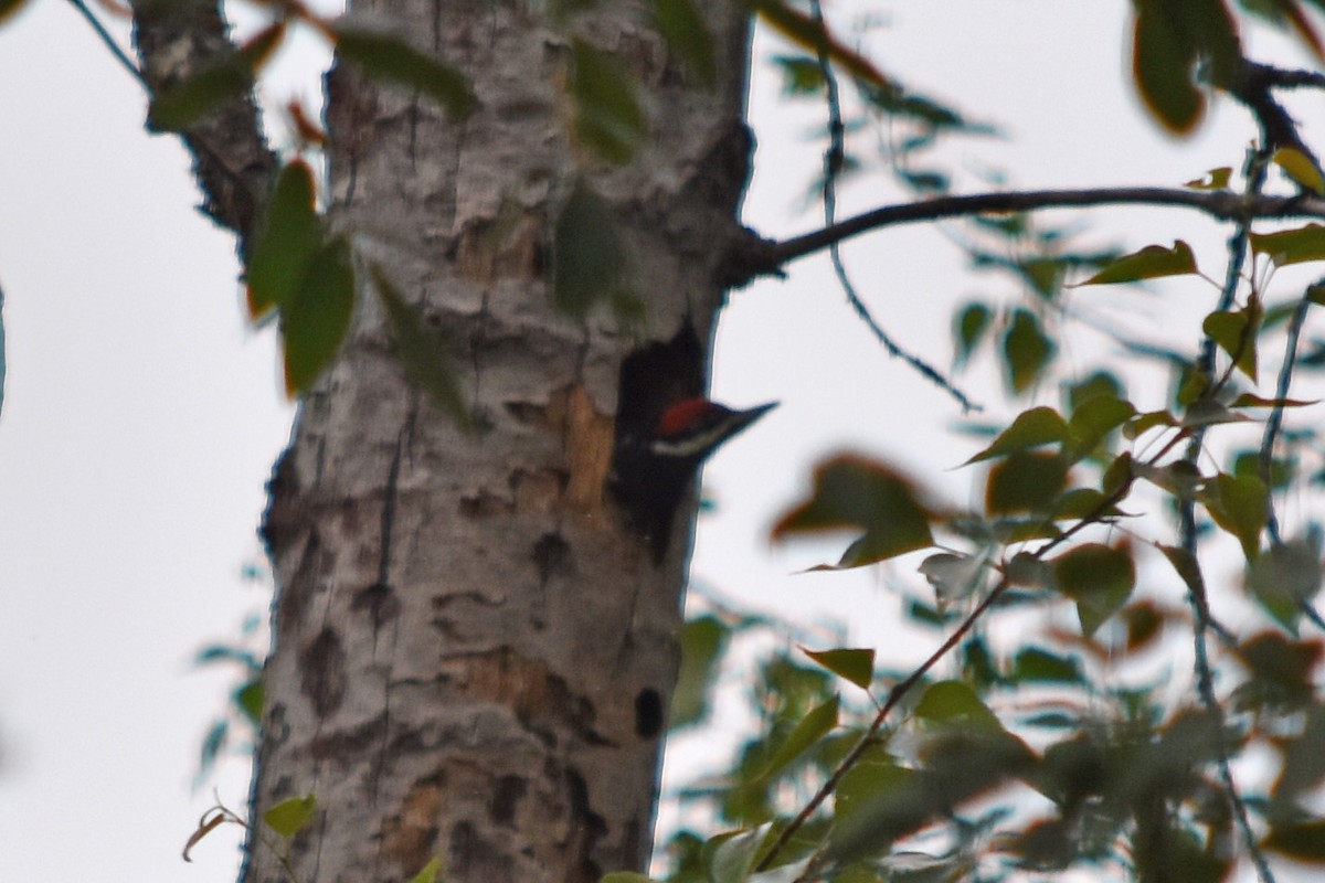 Pileated Woodpecker - ML244687531