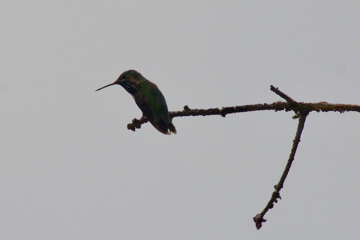 Calliope Hummingbird - ML244689131