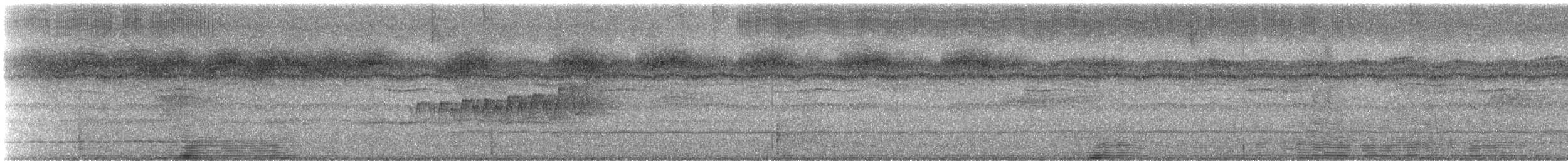 チビオニキバシリ（pectoralis グループ） - ML244690