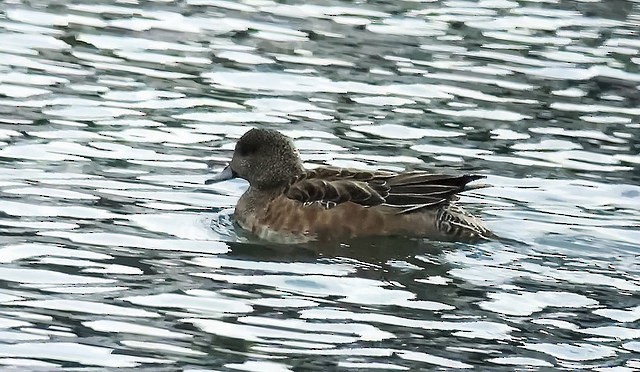 American Wigeon - Frank Dickman