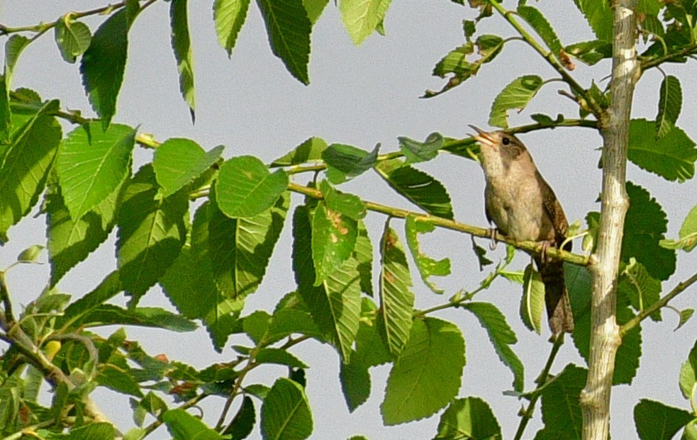 Chochín Criollo - ML244690391