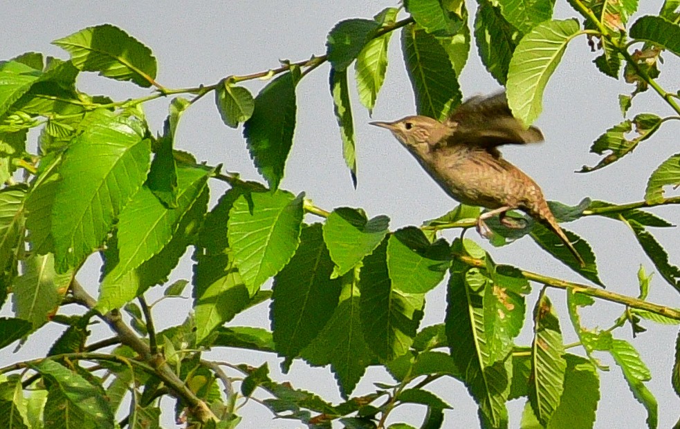 House Wren - ML244690401