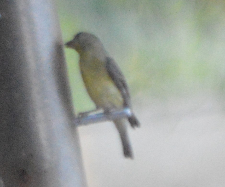 Lesser Goldfinch - ML244692431