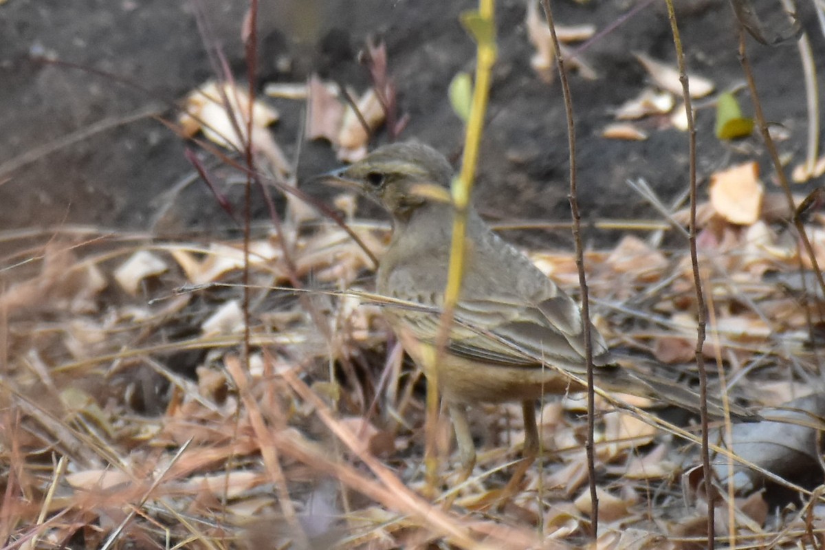 Long-billed Pipit - ML244692741