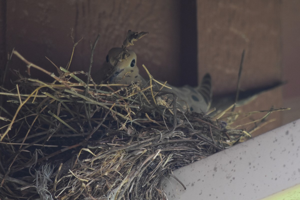 Mourning Dove - ML244693041