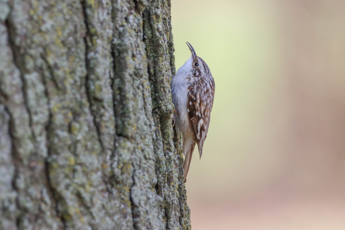 Brown Creeper - ML244694661