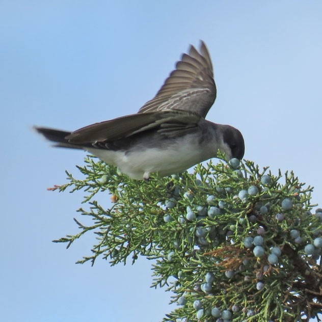 Eastern Kingbird - ML244695311