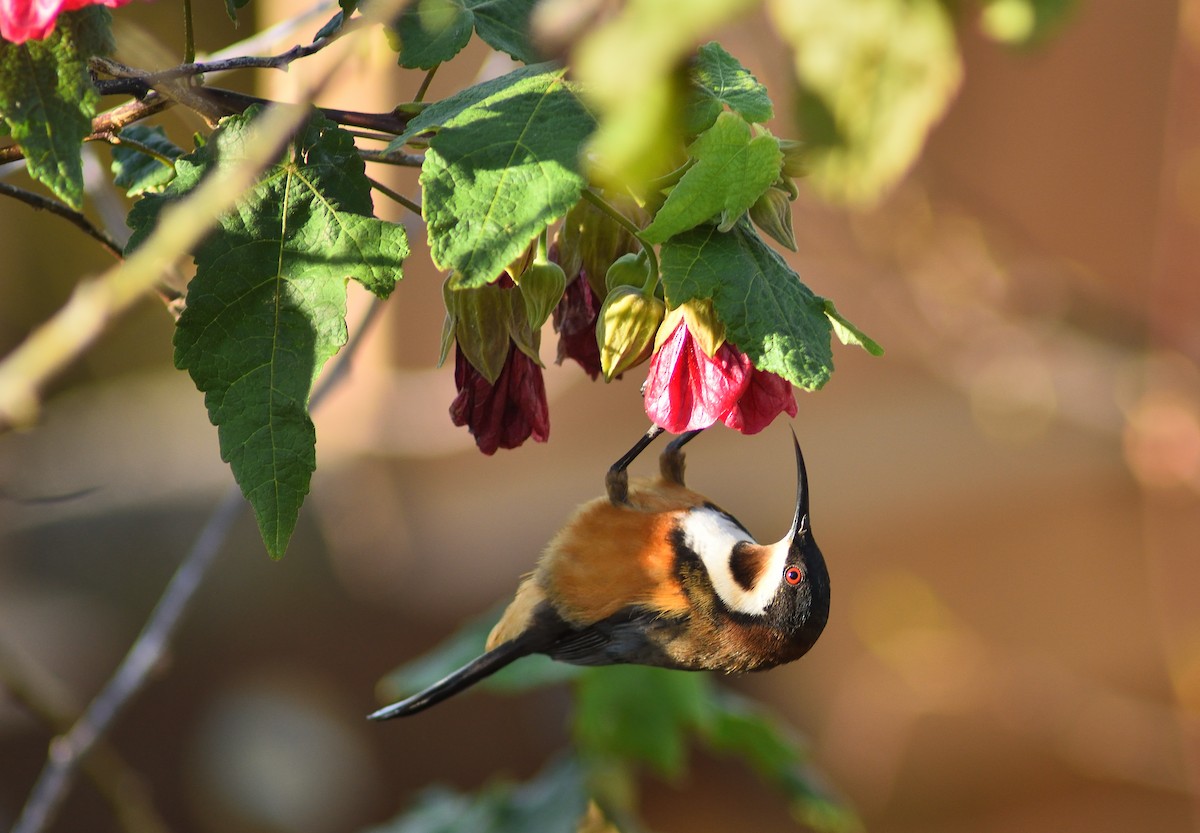 Eastern Spinebill - ML244697061