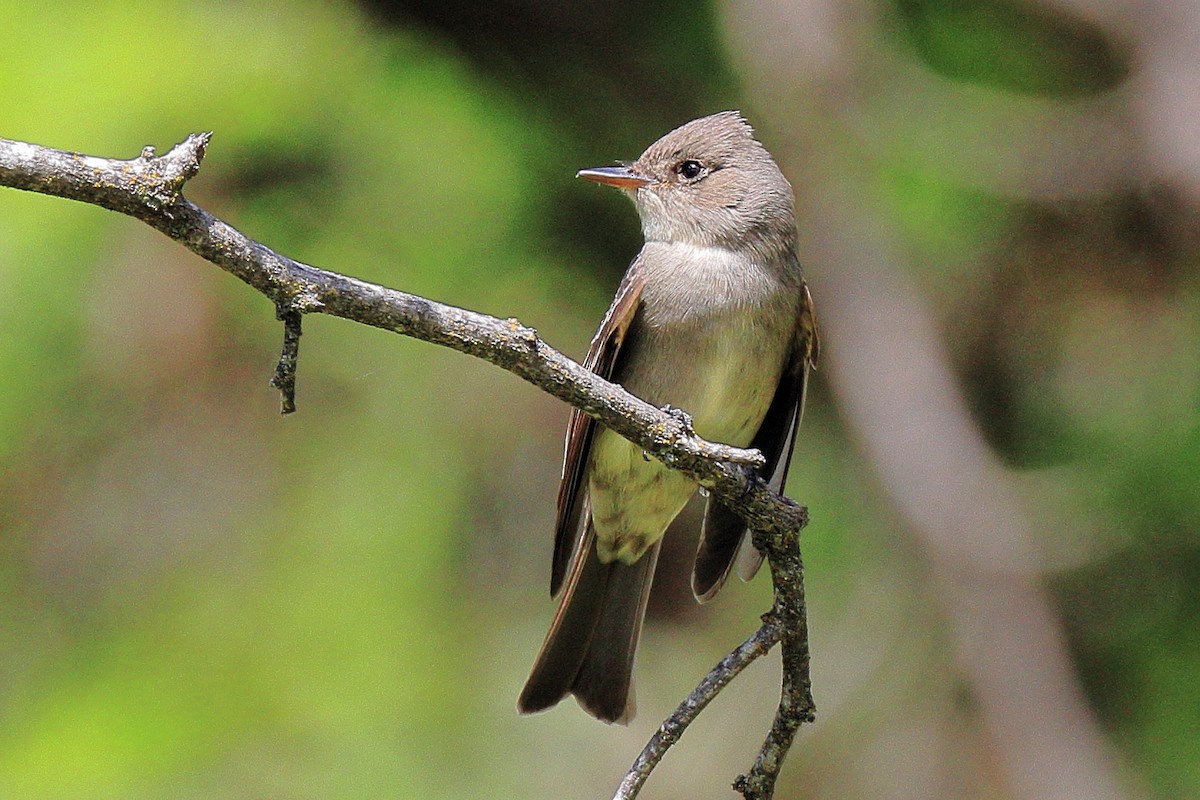 Western Wood-Pewee - ML244697081