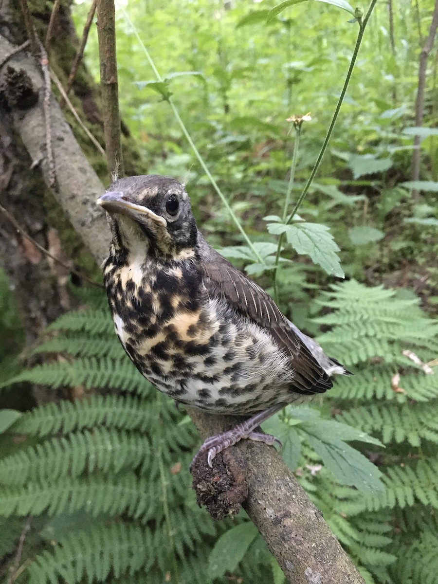 Fieldfare - ML244700291