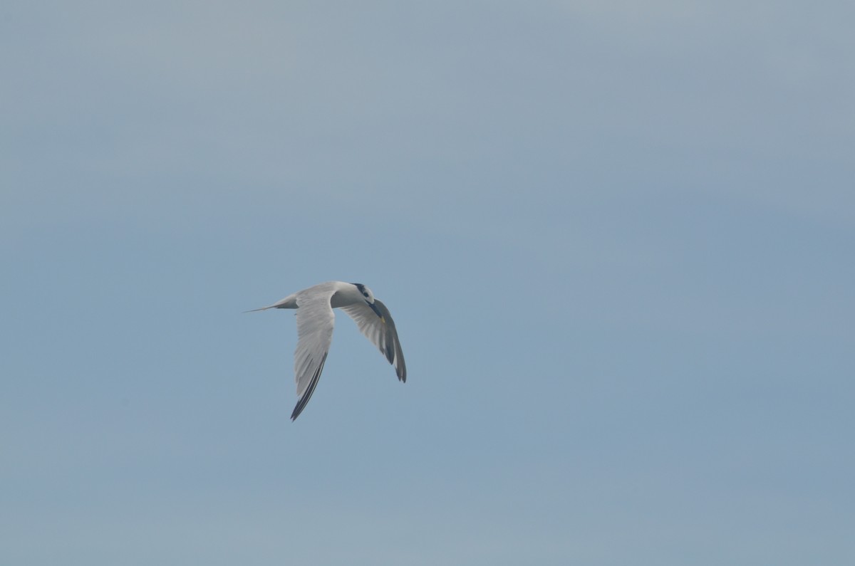 Sandwich Tern - ML244705541