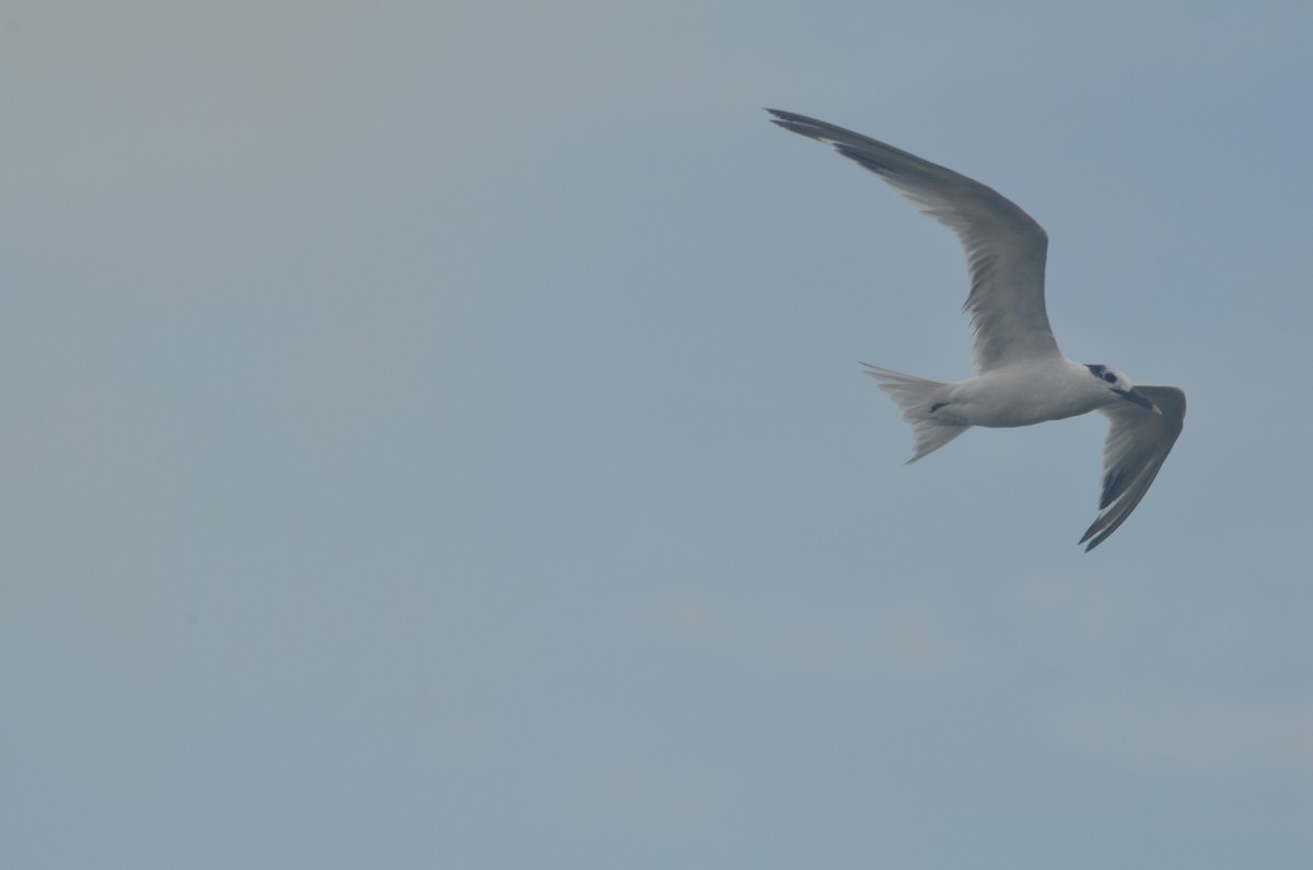 Sandwich Tern - Alyssa DeRubeis