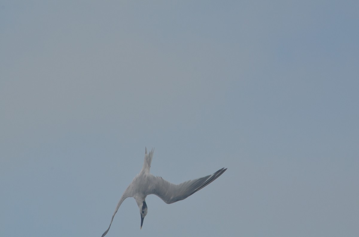 Sandwich Tern - ML244705561