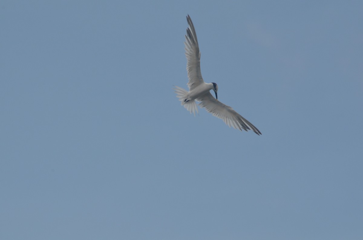 Sandwich Tern - ML244705611