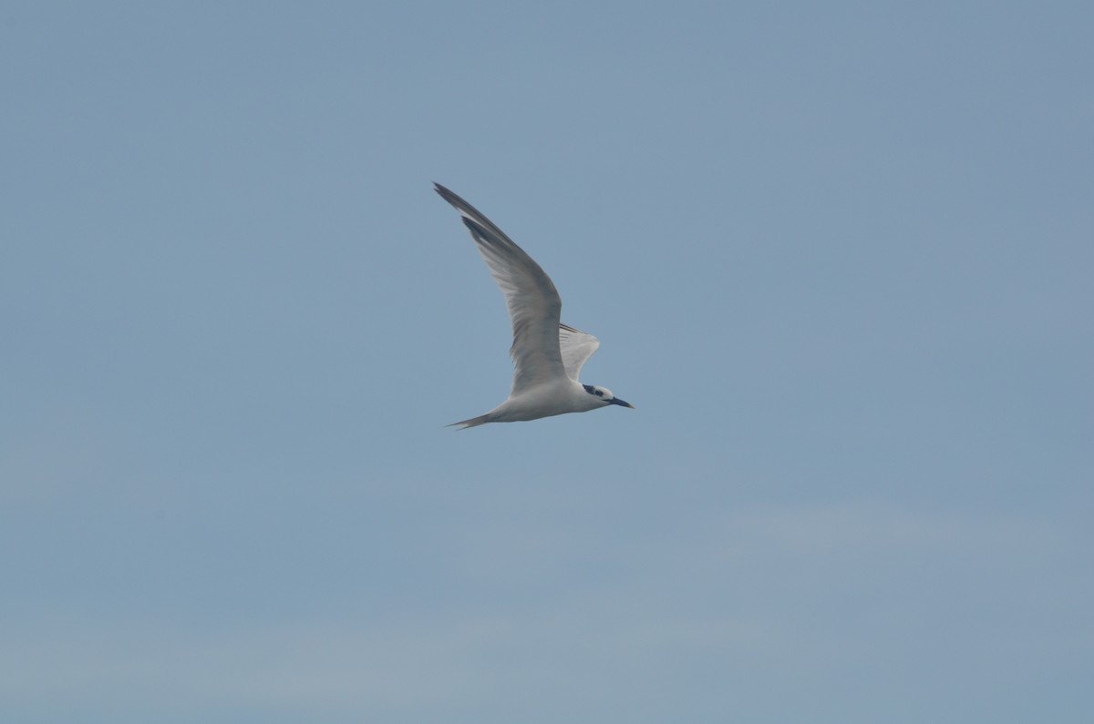 Sandwich Tern - ML244705621