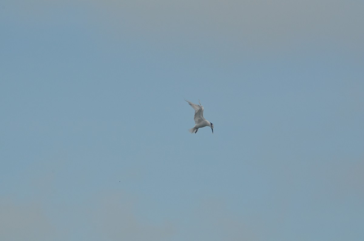 Sandwich Tern - ML244705691