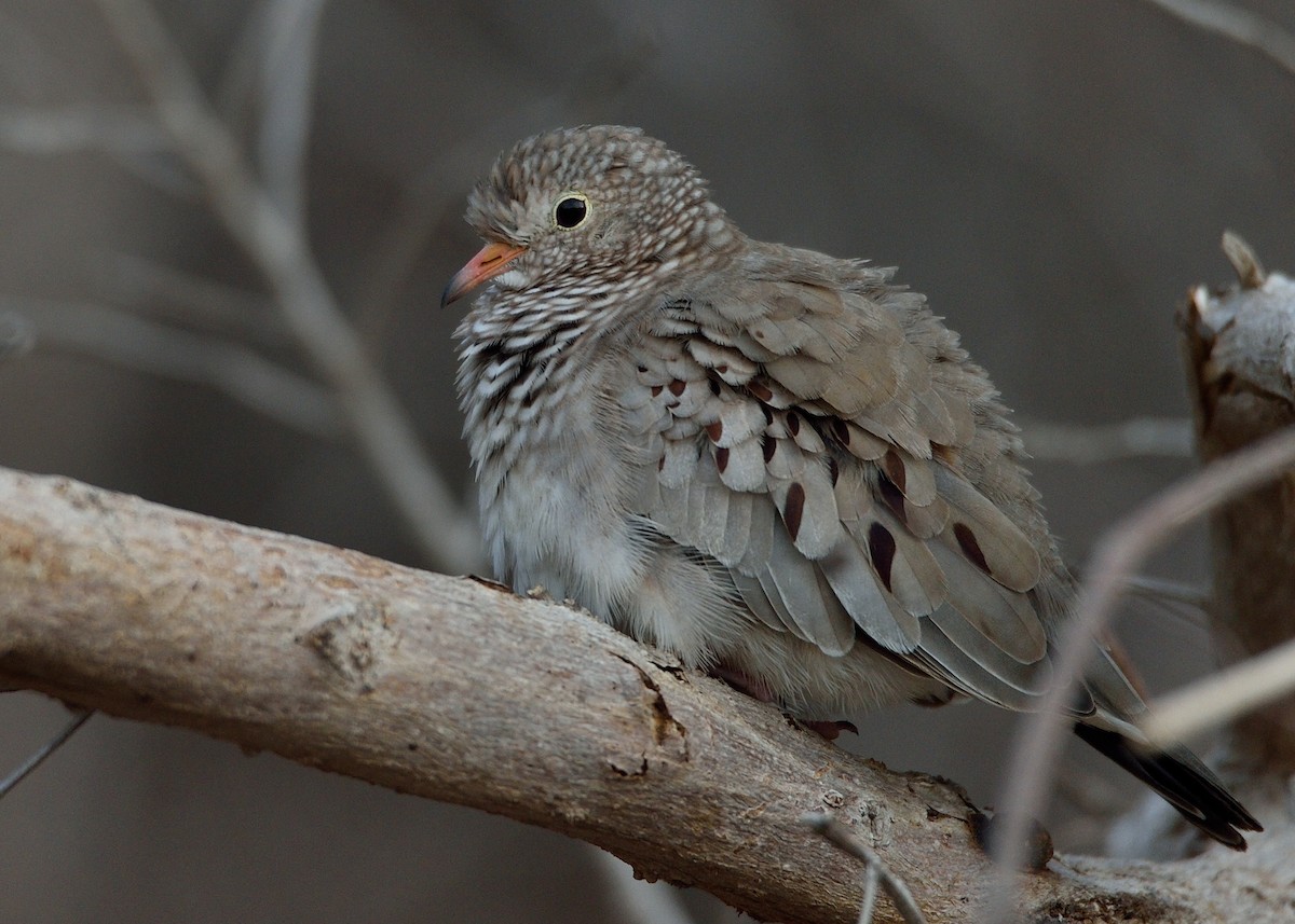 Common Ground Dove - ML244705771