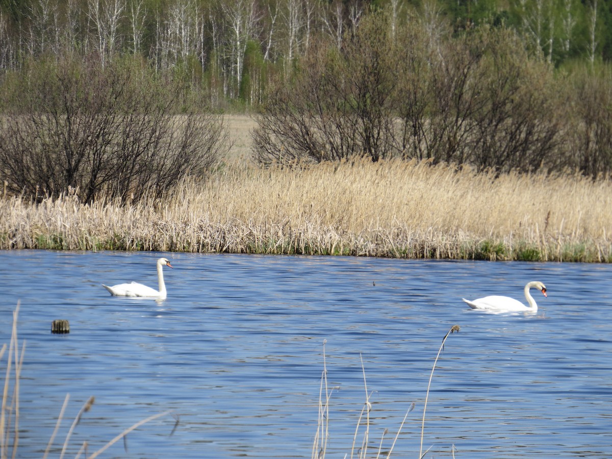 Höckerschwan - ML244705861