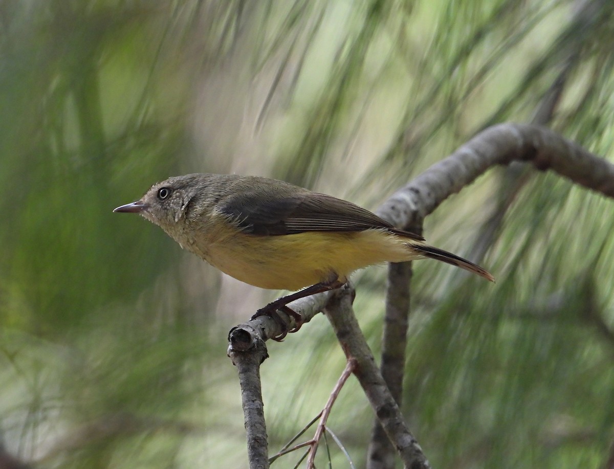 Buff-rumped Thornbill - ML244707871