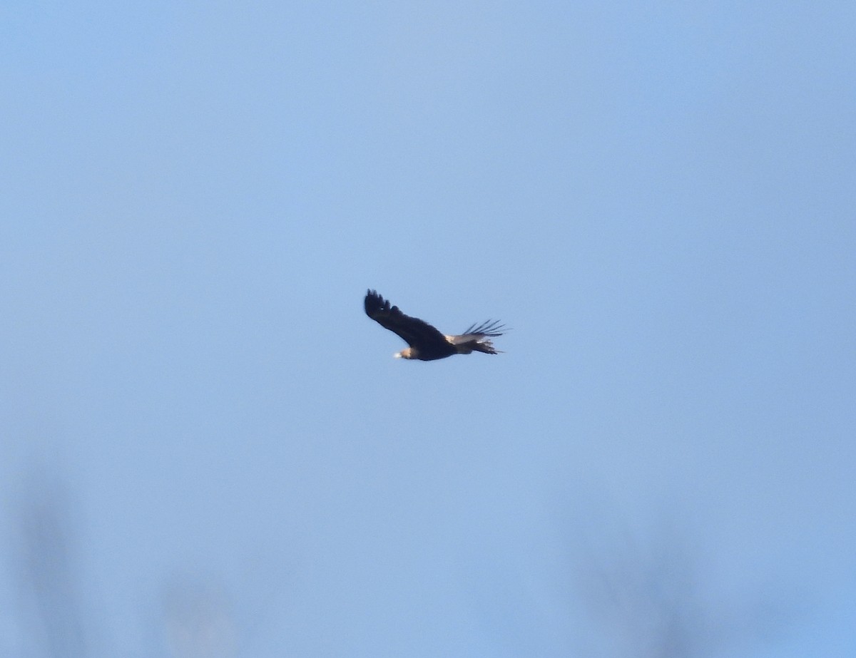 Águila Audaz - ML244708021